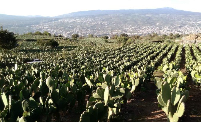 Pulido de Pisos en Milpa Alta 1 Milpa Alta